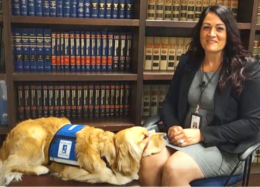 Stearns County Attorney’s Office adds facility dog, Nova